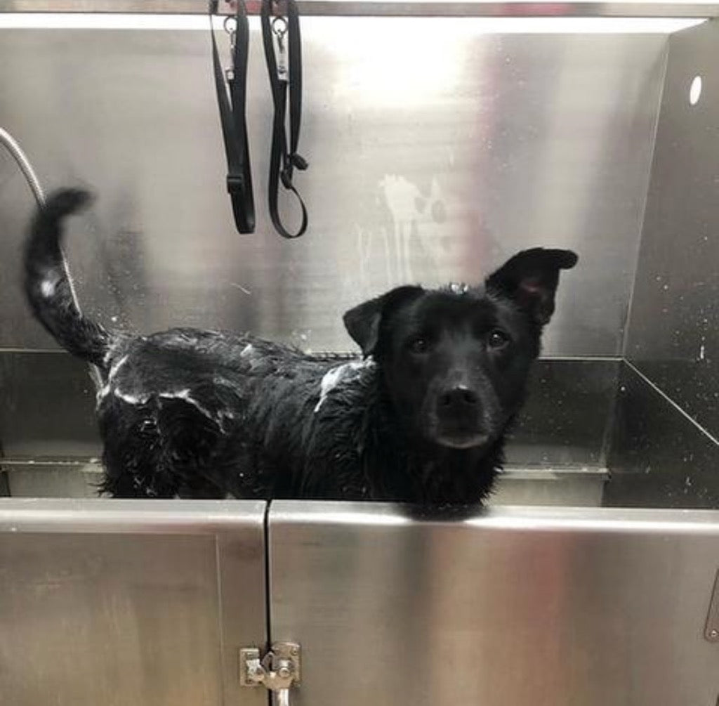 Have You Heard about Our Self-Serve Dog Wash?