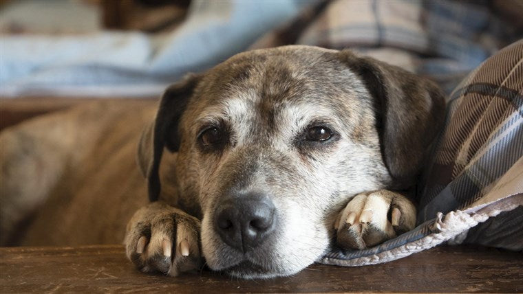 Aging Pets Need Love Too!