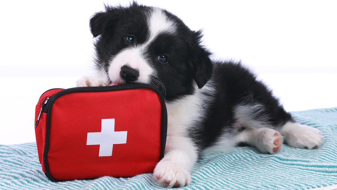 April: National Pet First Aid Awareness Month