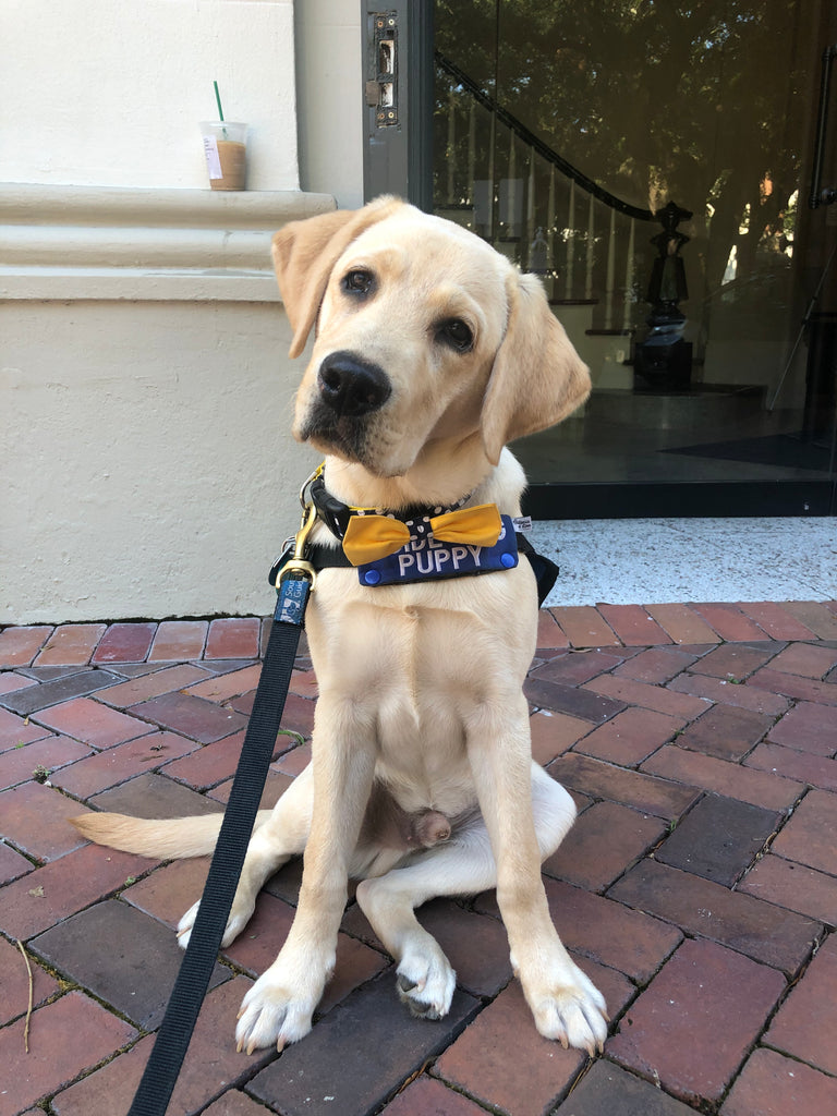 August 2-8: International Assistance Dog Week