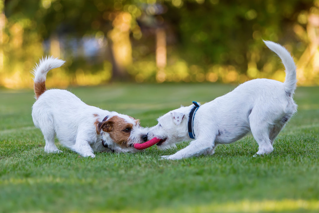 Dog Play vs. Aggression
