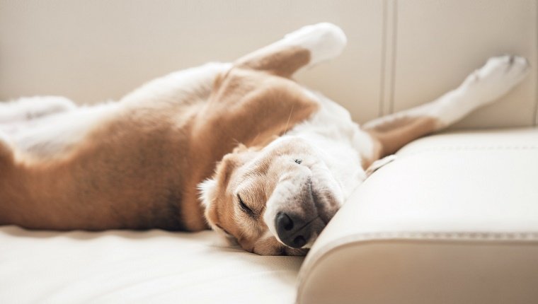 Dog Sleeping Habits