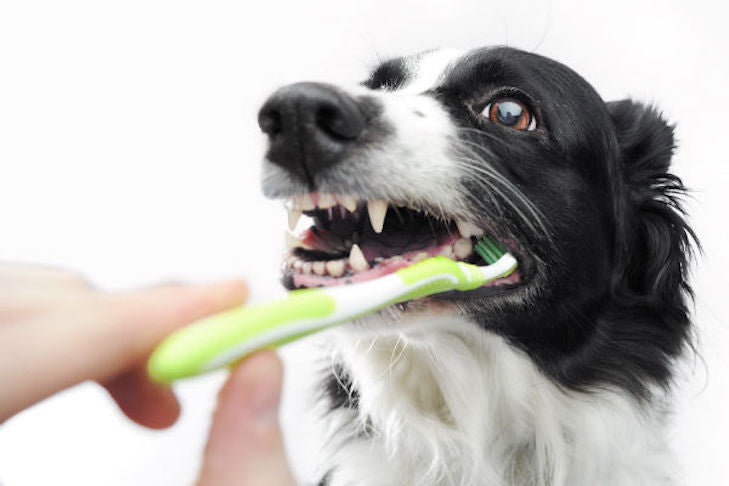 February: Pet Dental Health Month