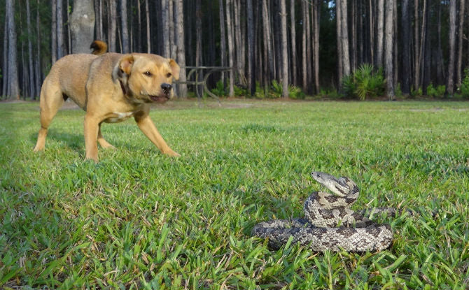 Help! My Dog Has Been Bitten by a Snake!