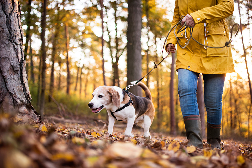 Identify and Prevent Ticks on Dogs