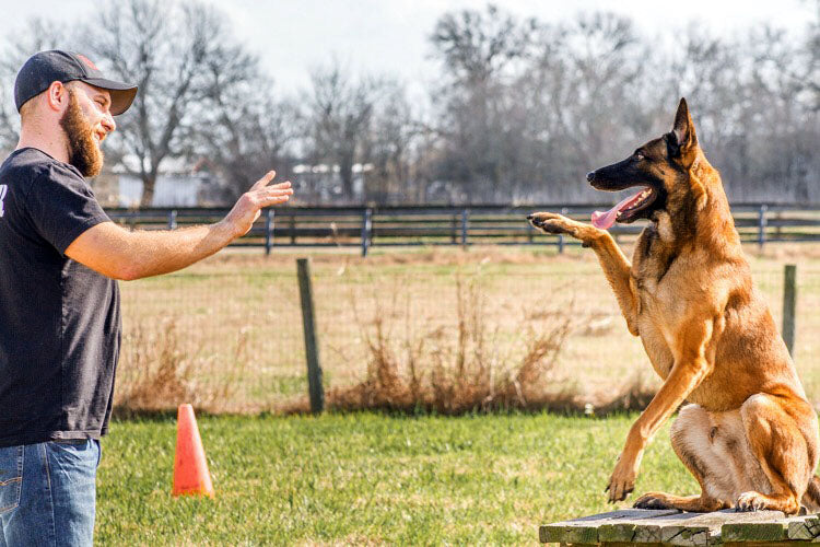 January: National Train Your Dog Month