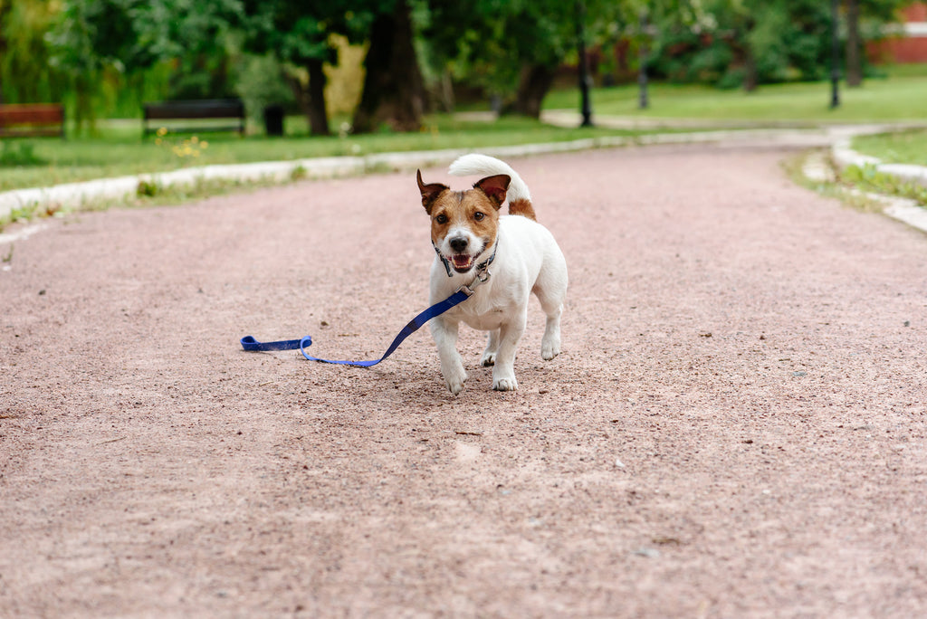 July: National Lost Pet Prevention Month