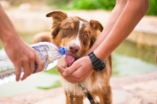 July: National Pet Hydration Awareness Month