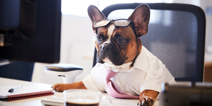 June 21-25: Take Your Pet to Work Week