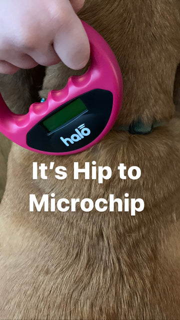 June: National Microchipping Month