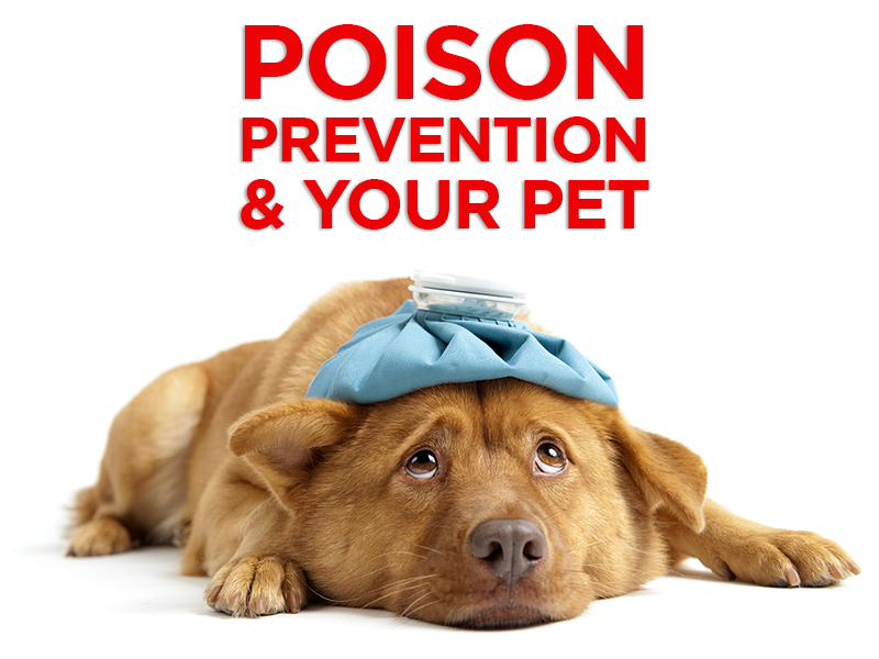 March: Pet Poison Prevention Month