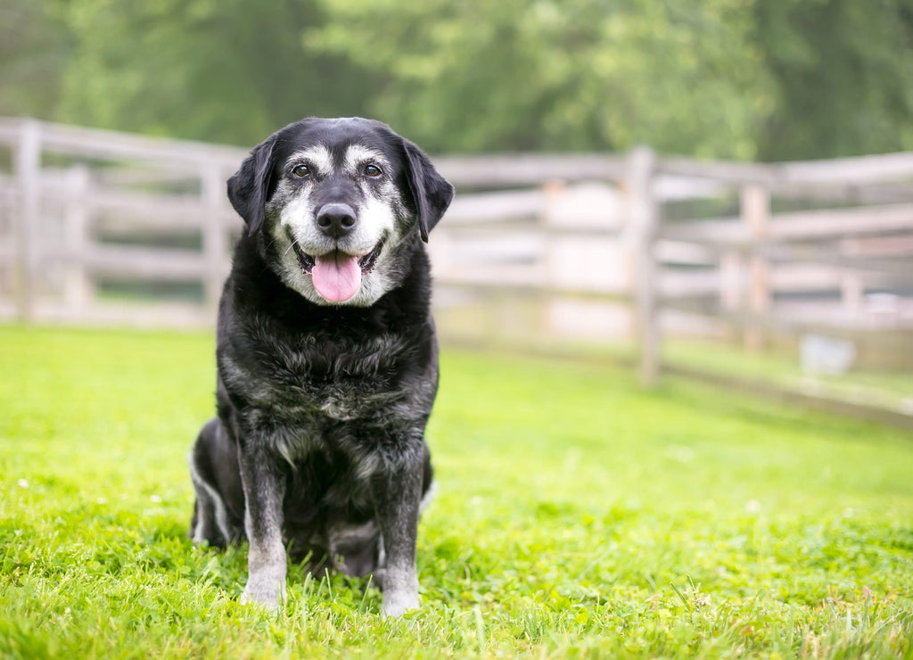 November: National Senior Pet Month