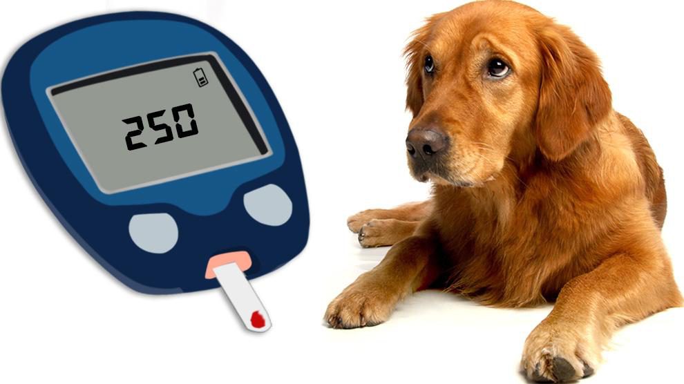 November: Pet Diabetes Month