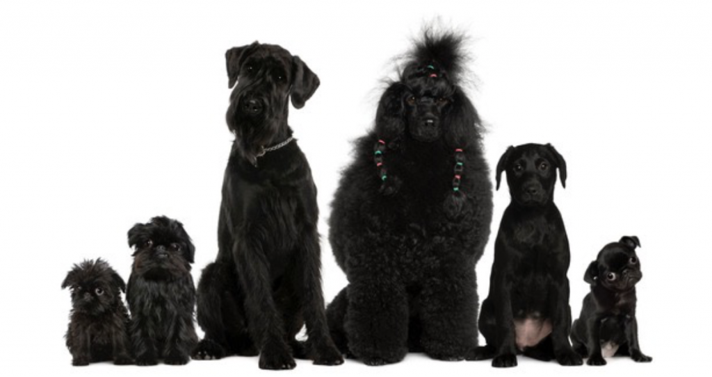October 1: National Black Dog Day