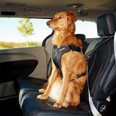 Pets and Car Safety