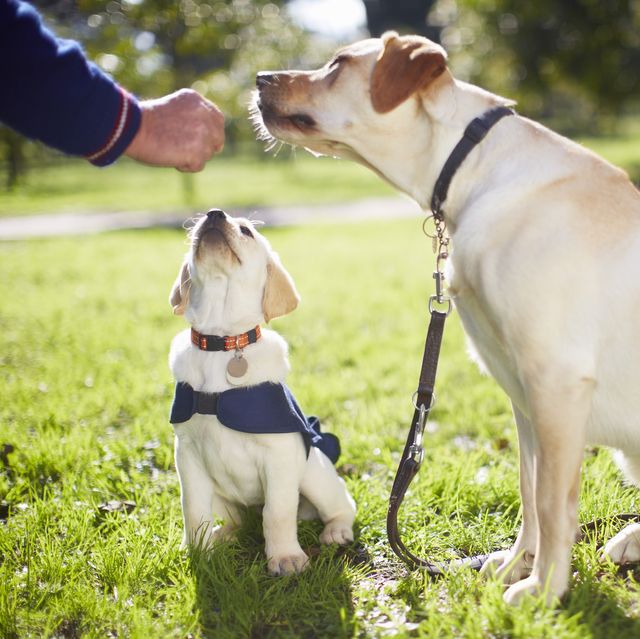 Rex's Dog Training School