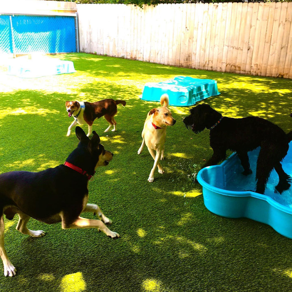 Rex’s Doggy Daycare