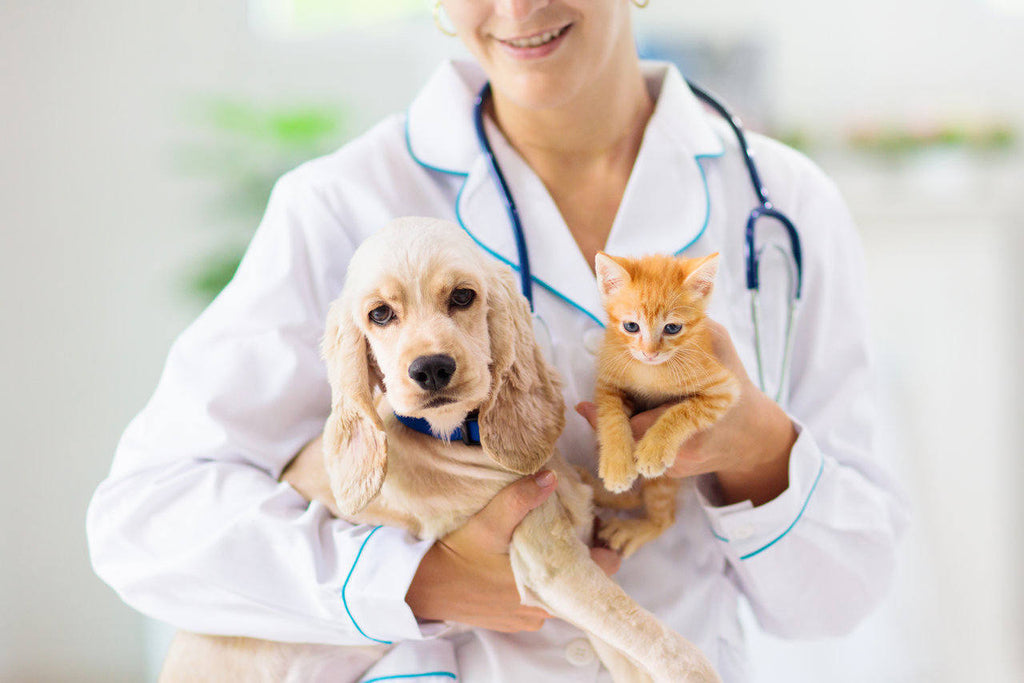 September: National Pet Insurance Month