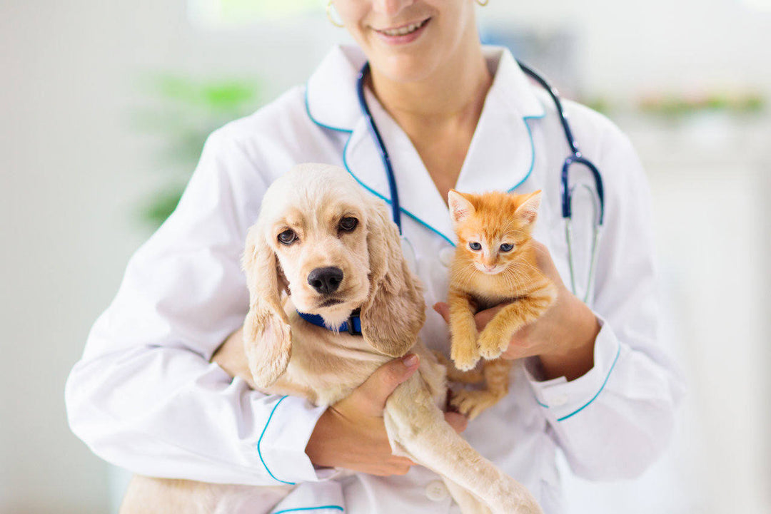 September: National Pet Insurance Month