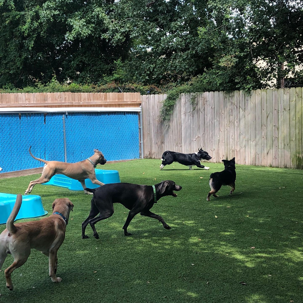 Socializing Dogs at Daycare