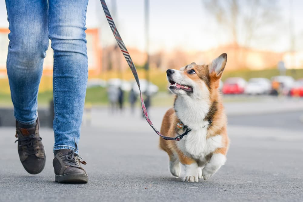 Staying Safe While Walking Your Dog
