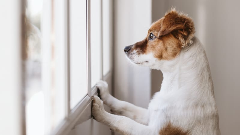 Stopping Your Dog from Barking at Delivery People