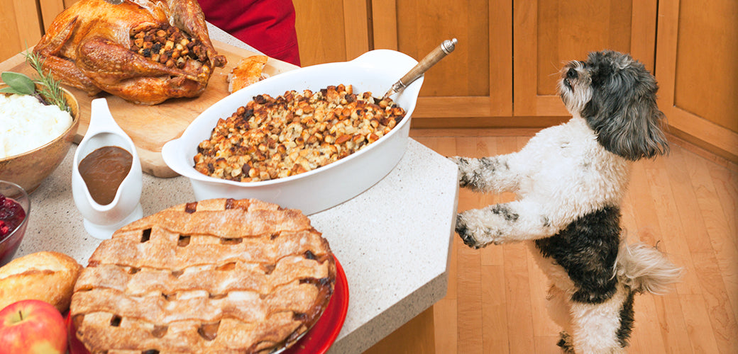 Thanksgiving Food for Dogs: Dos and Don'ts