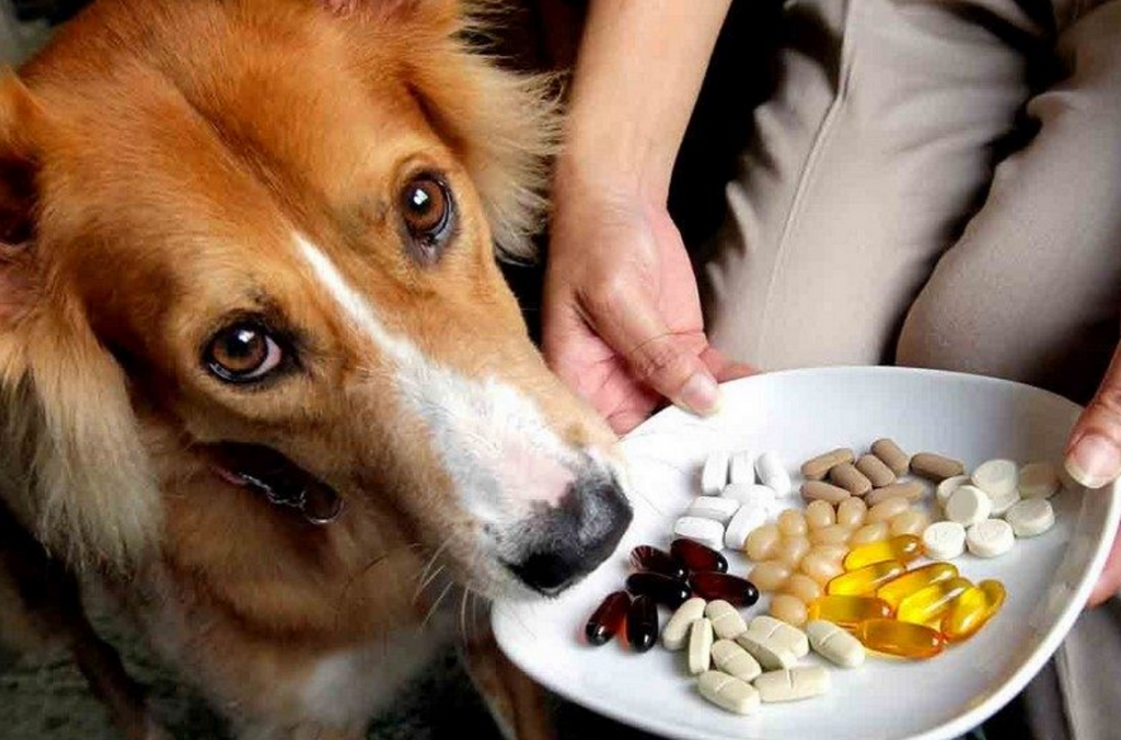 The Wonderful World of Dog Supplements