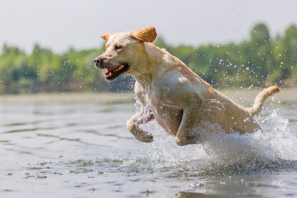 Water Safety Tips for Dogs