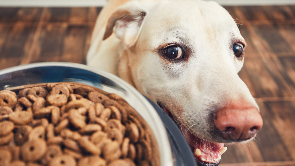 Where Does Your Dog Food Come From?