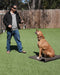 Beginner Dog Training Classes