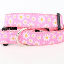 Beach Biscuit Daisy in Pink Collar, 1"