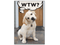 Dog Speak Greeting Cards